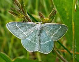 Attēlu rezultāti vaicājumam “Chlorissa viridata”