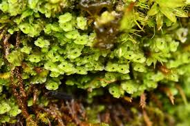 Attēlu rezultāti vaicājumam “Scapania apiculata”