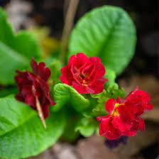 Attēlu rezultāti vaicājumam “Primula veris var. rubra flower”