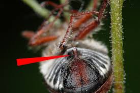 Attēlu rezultāti vaicājumam “Melolontha hippocastani”