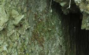 Attēlu rezultāti vaicājumam “Funariales”