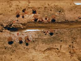 Attēlu rezultāti vaicājumam “Metatrichia sp.”