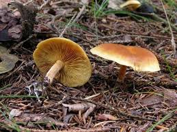 Attēlu rezultāti vaicājumam “Gymnopilus sapineus”