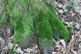 Attēlu rezultāti vaicājumam “Dicranum viride”