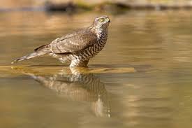 Attēlu rezultāti vaicājumam “Accipiter nisus female”