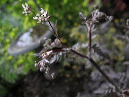Attēlu rezultāti vaicājumam “Anthriscus sylvestris bud”