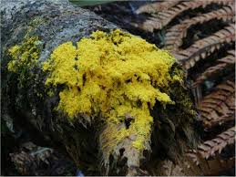 Attēlu rezultāti vaicājumam “Barbeyella minutissima stalked”