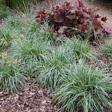 Attēlu rezultāti vaicājumam “Sesleria caerulea”