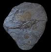 ichthyosaur