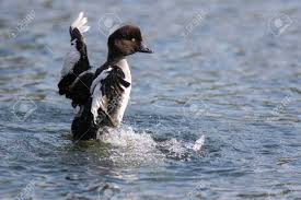 Attēlu rezultāti vaicājumam “Bucephala clangula male”