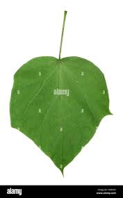 Attēlu rezultāti vaicājumam “Catalpa ovata leaf”