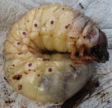 Attēlu rezultāti vaicājumam “Oryctes nasicornis larva”