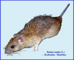 Attēlu rezultāti vaicājumam “Rodentia”