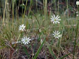 Attēlu rezultāti vaicājumam “Stellaria palustris”