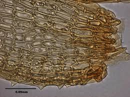 Attēlu rezultāti vaicājumam “Philonotis fontana”