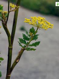 Attēlu rezultāti vaicājumam “Pastinaca sativa subsp. sylvestris flower”