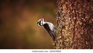 Attēlu rezultāti vaicājumam “Picoides tridactylus adult”
