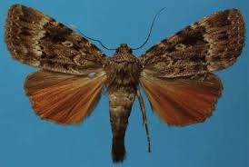 Attēlu rezultāti vaicājumam “Autographa gamma”