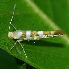 Attēlu rezultāti vaicājumam “Argyresthia goedartella”