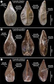 Attēlu rezultāti vaicājumam “Neckera crispa sporophyte”