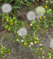 Attēlu rezultāti vaicājumam “Senecio viscosus flower”