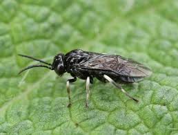 Attēlu rezultāti vaicājumam “Caliroa annulipes larva”