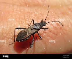 Attēlu rezultāti vaicājumam “Alydus calcaratus”