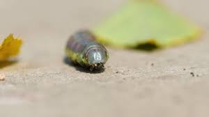 Attēlu rezultāti vaicājumam “Ptilodon capucina larva”