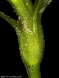 Attēlu rezultāti vaicājumam “Najas flexilis”