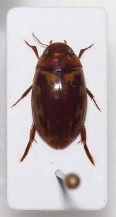 Attēlu rezultāti vaicājumam “Gyrinidae”