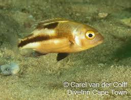 Image result for Chrysoblephus laticeps