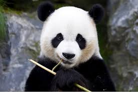 Résultat de recherche d'images pour "pandas"