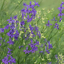 Attēlu rezultāti vaicājumam “Consolida regalis bud”