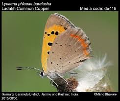 Attēlu rezultāti vaicājumam “Lycaena phlaeas”