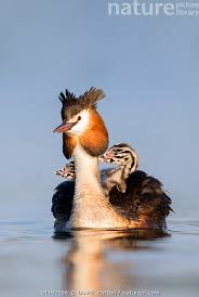 Attēlu rezultāti vaicājumam “Podiceps cristatus juvenile”