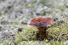 Attēlu rezultāti vaicājumam “Coltricia perennis”