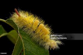 Attēlu rezultāti vaicājumam “Calliteara pudibunda”