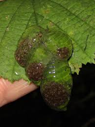 Attēlu rezultāti vaicājumam “Glyphotaelius pellucidus”