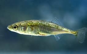 Attēlu rezultāti vaicājumam “Gasterosteus aculeatus”