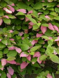 Attēlu rezultāti vaicājumam “Actinidia kolomikta”