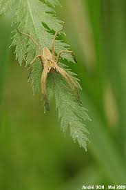 Attēlu rezultāti vaicājumam “Pisaura mirabilis cocoon”