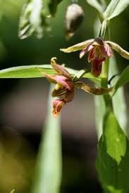 Attēlu rezultāti vaicājumam “Epipactis palustris bud”