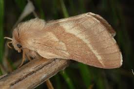 Attēlu rezultāti vaicājumam “Malacosoma castrensis male”