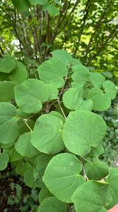 Attēlu rezultāti vaicājumam “Cercidiphyllum japonicum leaf”