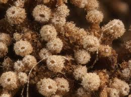 Attēlu rezultāti vaicājumam “Cribraria vulgaris macro”