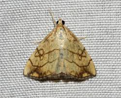 Attēlu rezultāti vaicājumam “Evergestis pallidata”