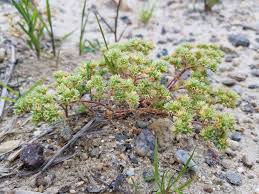 Attēlu rezultāti vaicājumam “Scleranthus annuus”