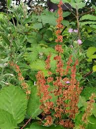 Attēlu rezultāti vaicājumam “Rumex obtusifolius flower”