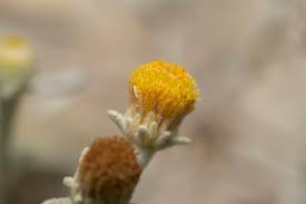 Attēlu rezultāti vaicājumam “Telekia speciosa bud”