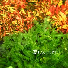 Attēlu rezultāti vaicājumam “Potamogeton perfoliatus”